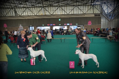 Angel del Ronda Casa - WINNERS AMSTERDAM  exposition canine 