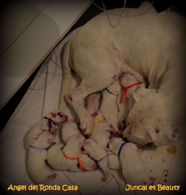 Angel del Ronda Casa - Nouvelles naissances à l'élevage 