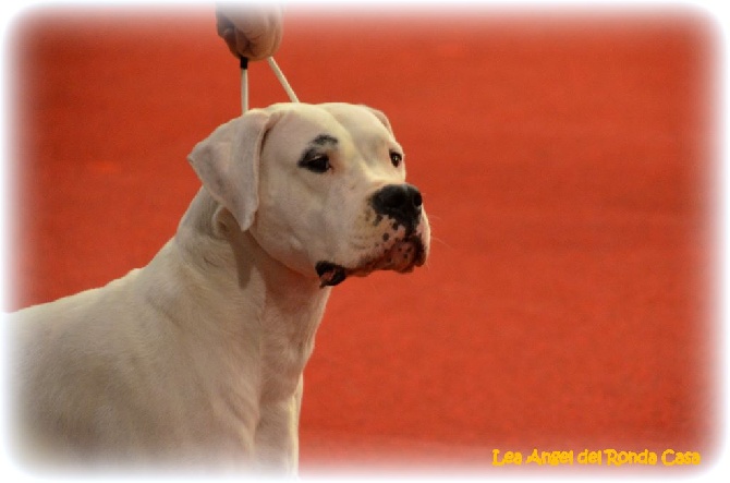 Angel del Ronda Casa - RESULTATS  BRUXELLES DOGSHOW 07.12.2014