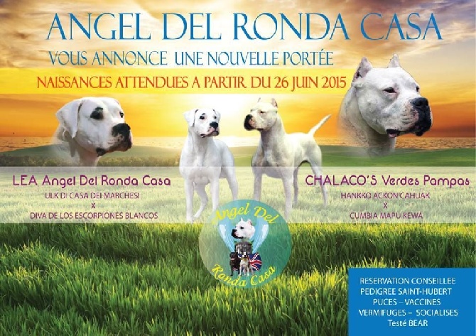 Angel del Ronda Casa - ANNONCE GESTATION  CH. LEA  ET CH. CHALACO'S