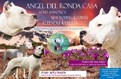 Angel del Ronda Casa - CONFIRMATION DE GESTATION 