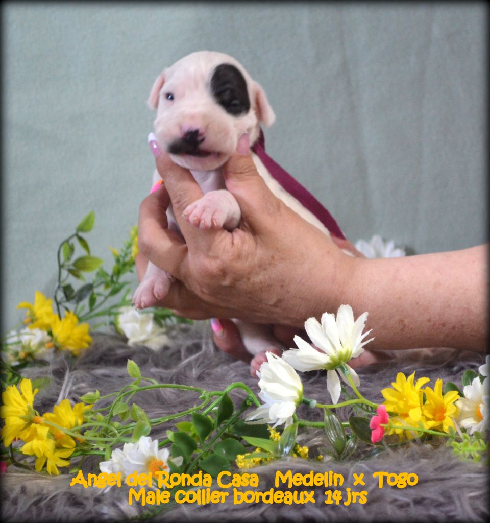 Angel del Ronda Casa - Chiot disponible  - Dogo Argentino