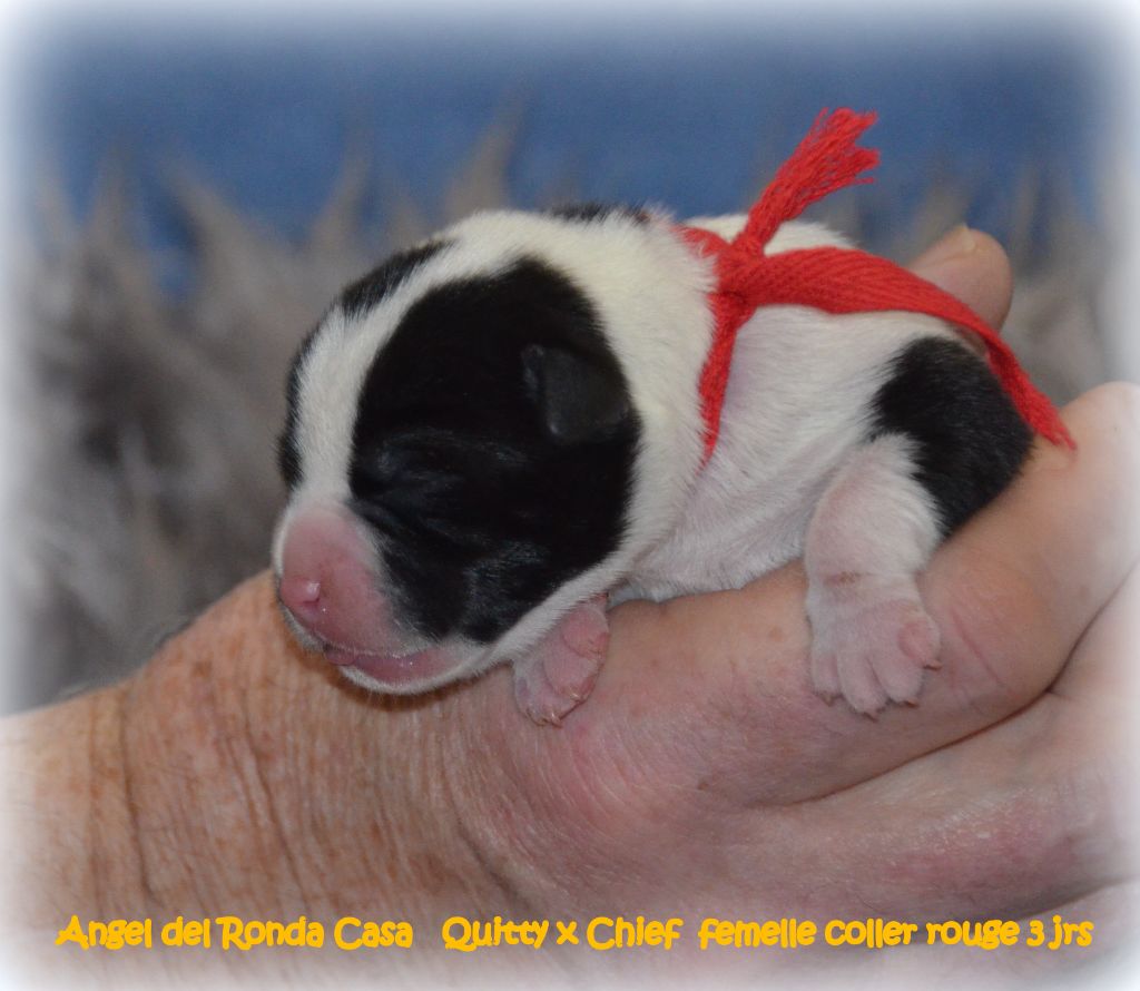 Angel del Ronda Casa - Chiot disponible  - Staffordshire Bull Terrier