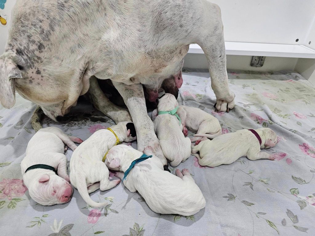 chiot Dogo Argentino Angel del Ronda Casa