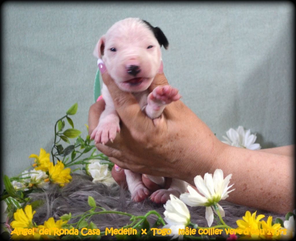 Angel del Ronda Casa - Chiot disponible  - Dogo Argentino