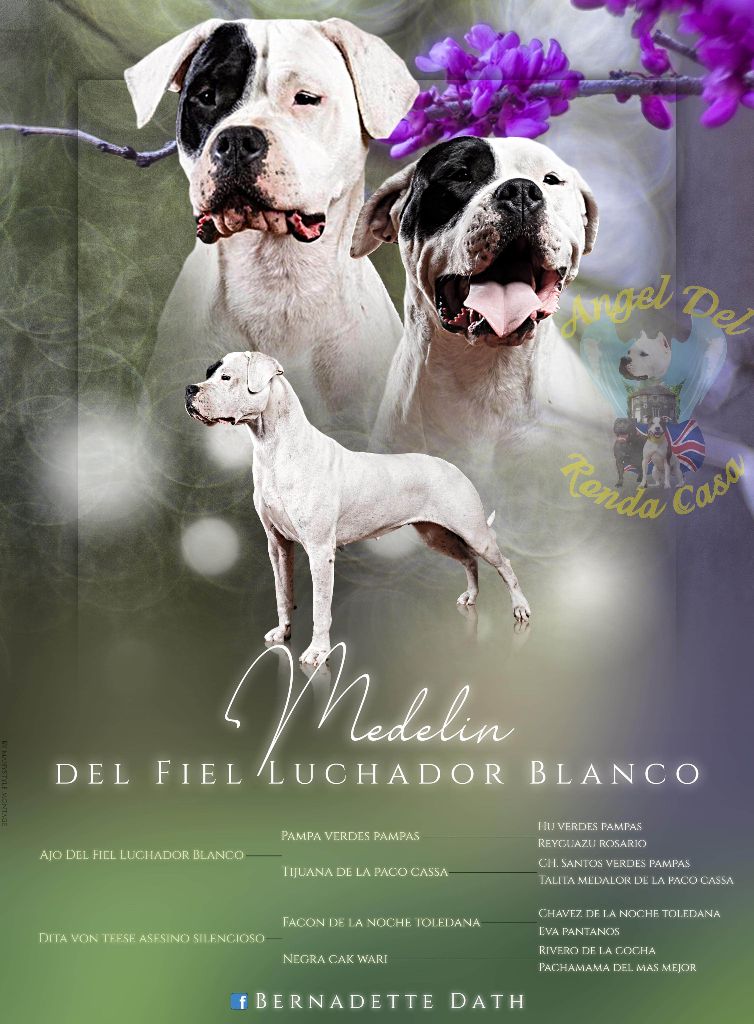 Angel del Ronda Casa - Nouvelle  fiche de presentation  de notre belle  Medelin